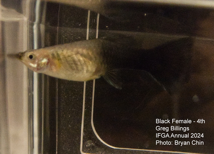 female guppy black